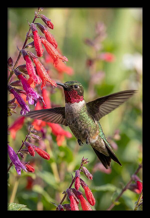 Vibrant Hummingbird Soaring Through Air
