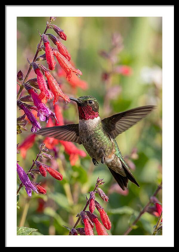 Vibrant Hummingbird Soaring Through Air