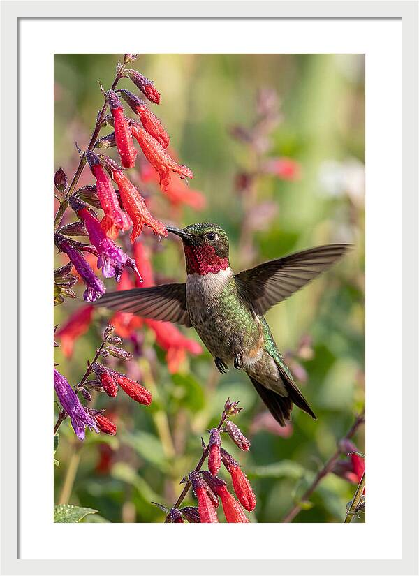Vibrant Hummingbird Soaring Through Air