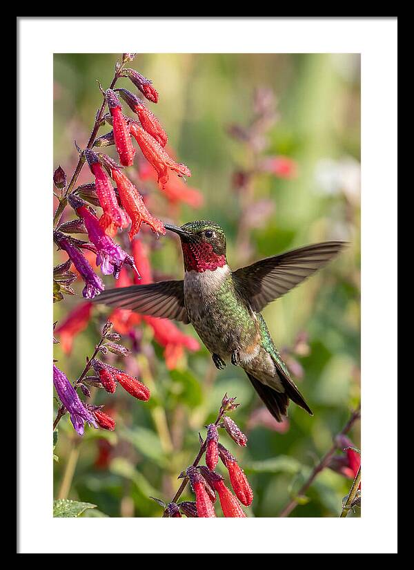 Vibrant Hummingbird Soaring Through Air