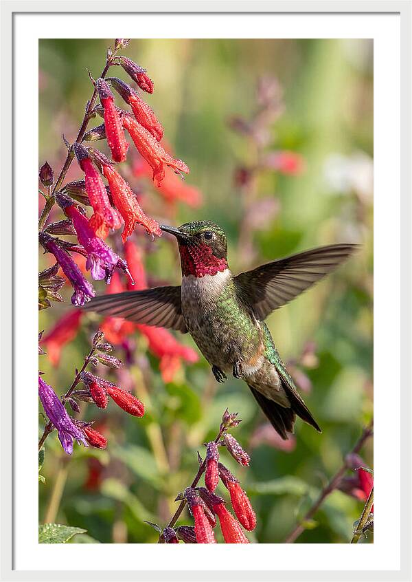 Vibrant Hummingbird Soaring Through Air