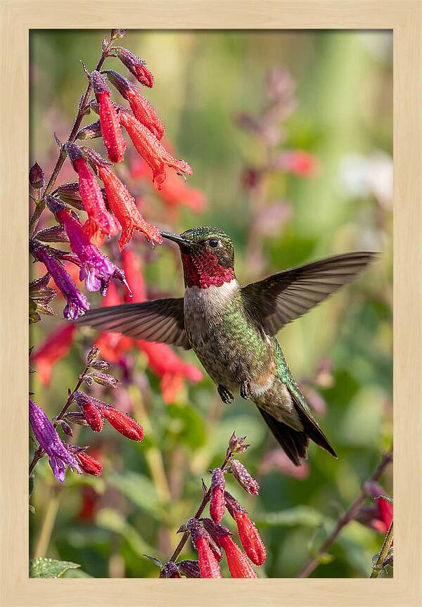 Vibrant Hummingbird Soaring Through Air