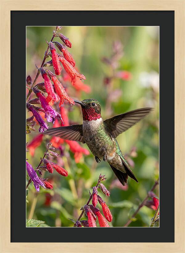 Vibrant Hummingbird Soaring Through Air