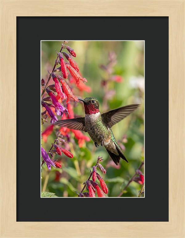Vibrant Hummingbird Soaring Through Air