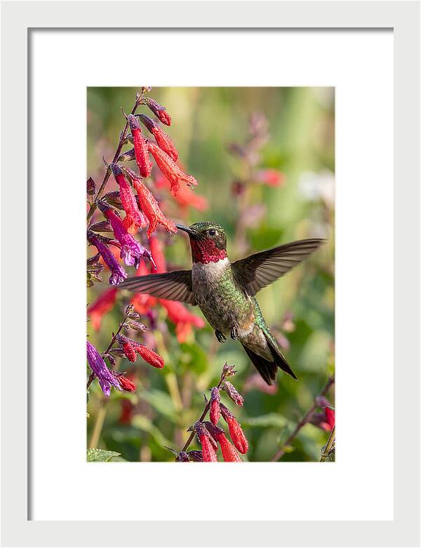 Vibrant Hummingbird Soaring Through Air