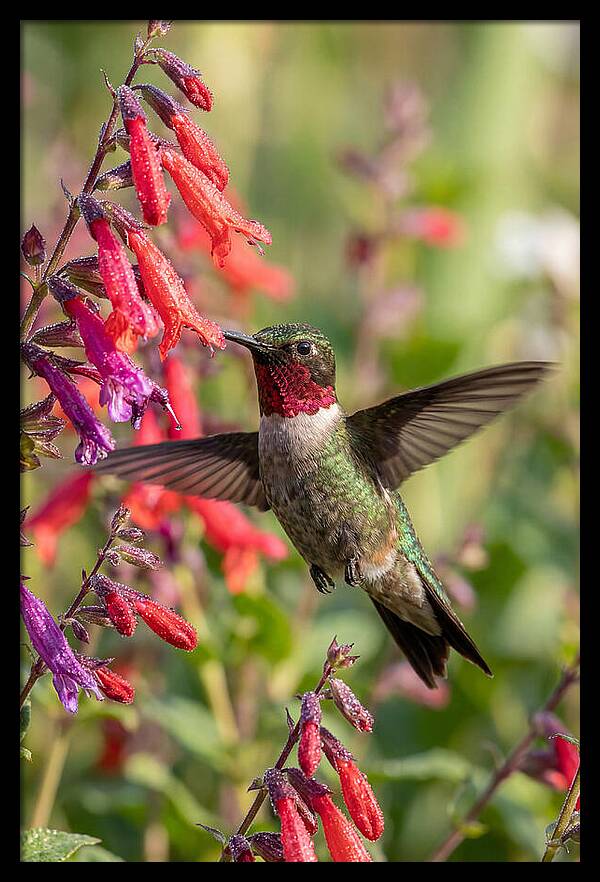 Vibrant Hummingbird Soaring Through Air