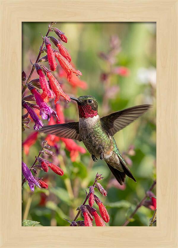 Vibrant Hummingbird Soaring Through Air
