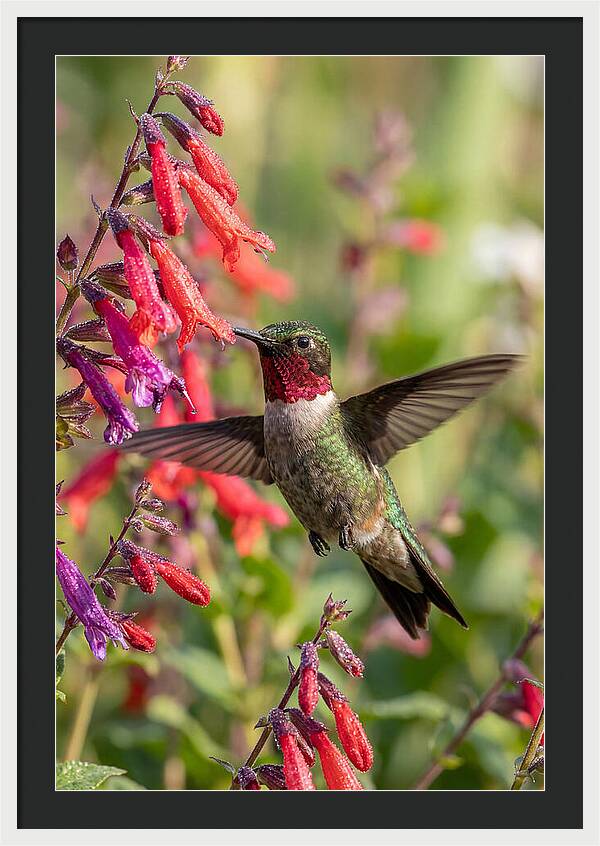 Vibrant Hummingbird Soaring Through Air