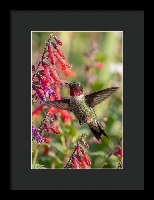 Vibrant Hummingbird Soaring Through Air