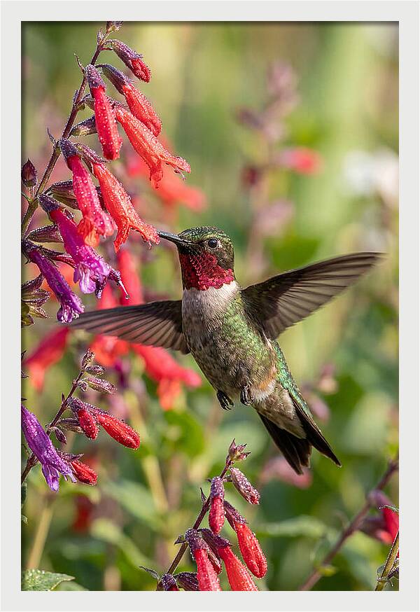 Vibrant Hummingbird Soaring Through Air