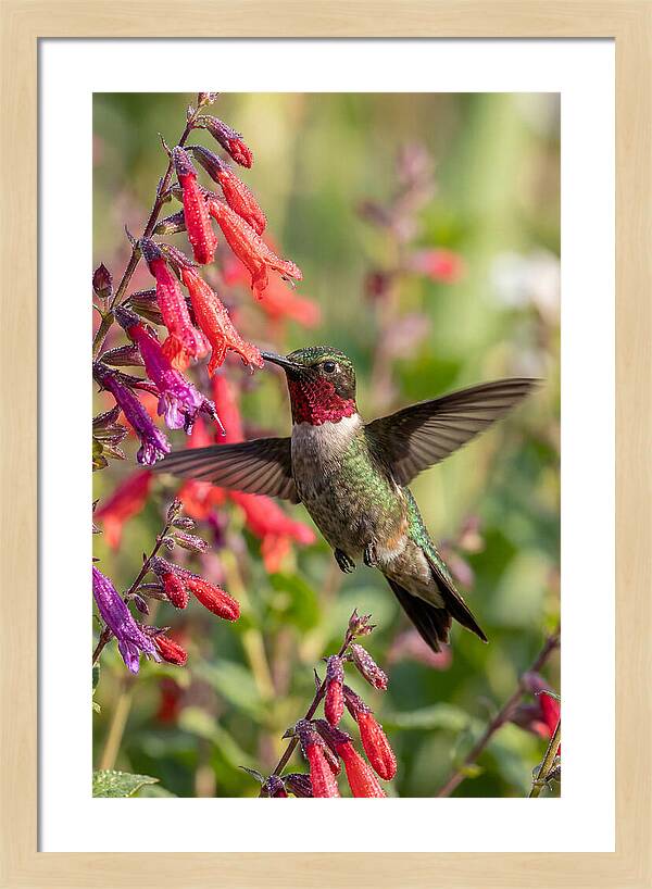 Vibrant Hummingbird Soaring Through Air