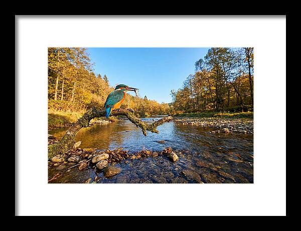 Vibrant Kingfisher In Action