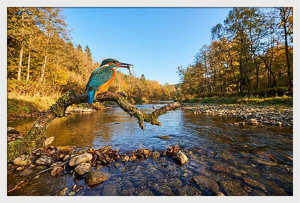 Vibrant Kingfisher In Action