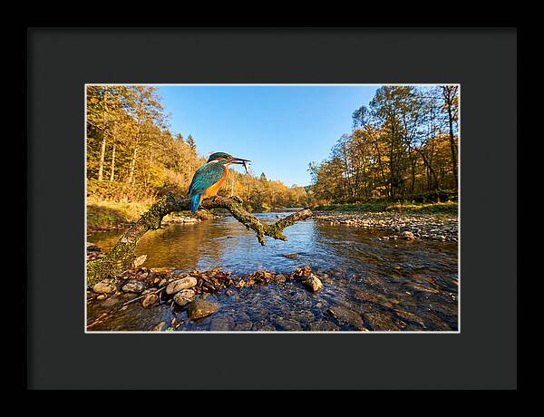 Vibrant Kingfisher In Action