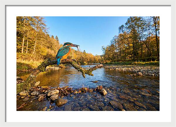 Vibrant Kingfisher In Action