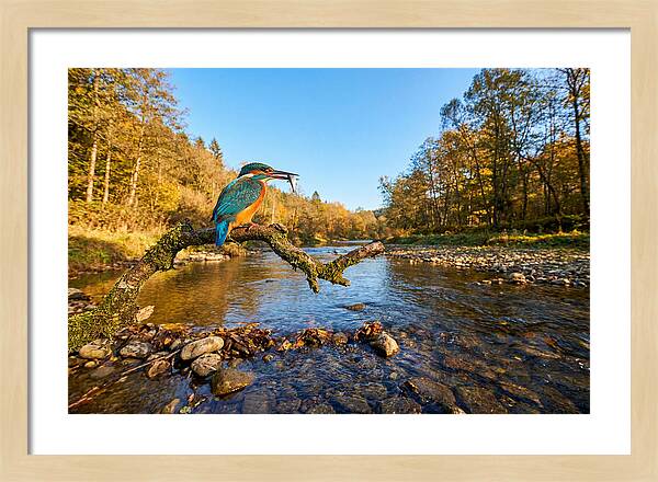 Vibrant Kingfisher In Action