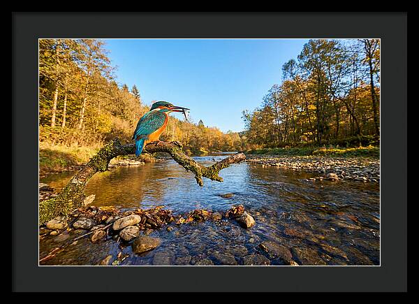 Vibrant Kingfisher In Action