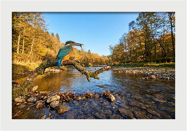 Vibrant Kingfisher In Action