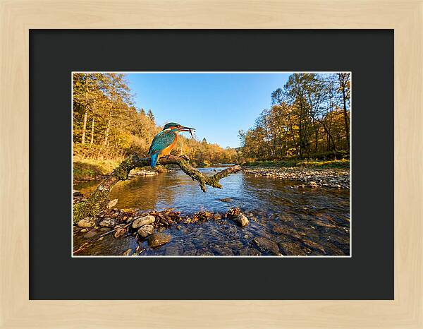Vibrant Kingfisher In Action
