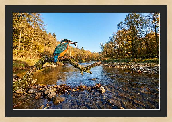 Vibrant Kingfisher In Action
