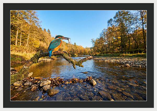 Vibrant Kingfisher In Action