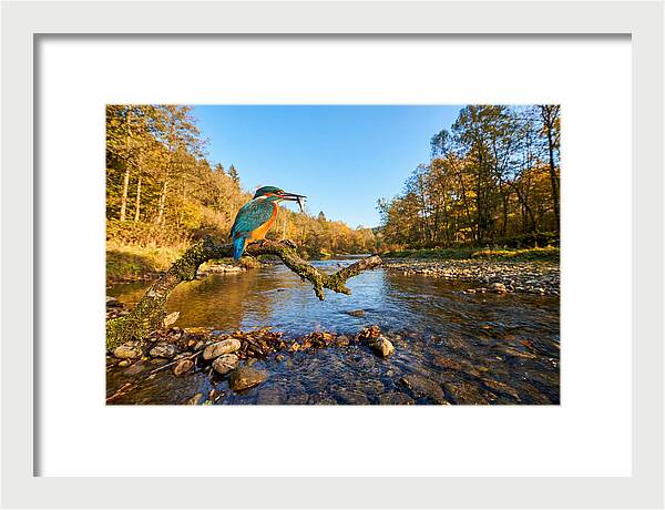 Vibrant Kingfisher In Action
