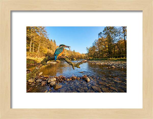 Vibrant Kingfisher In Action