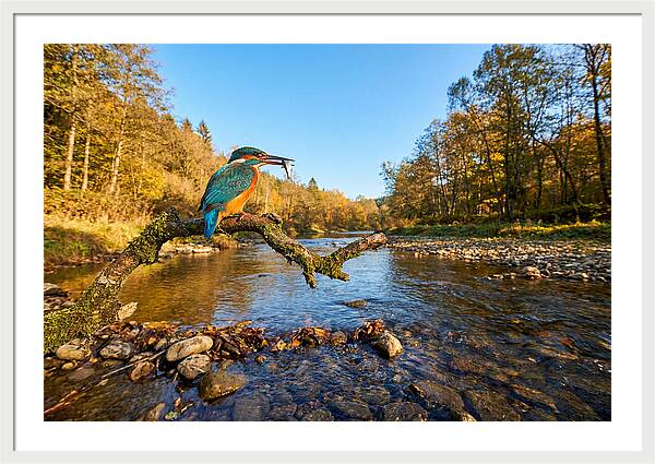 Vibrant Kingfisher In Action