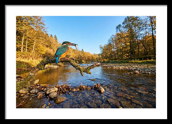 Vibrant Kingfisher In Action