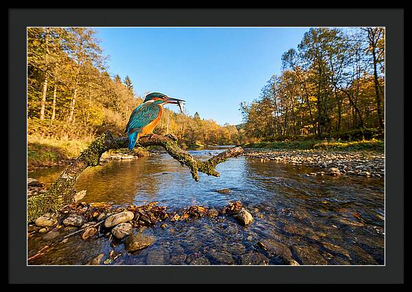 Vibrant Kingfisher In Action