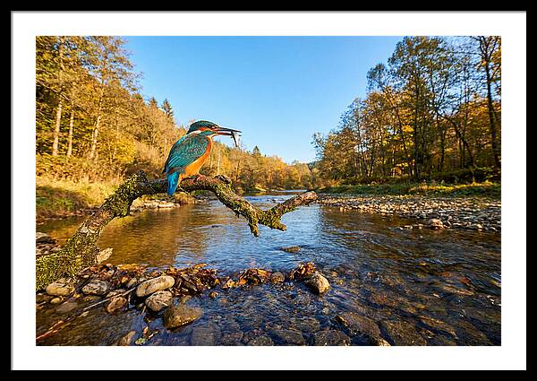 Vibrant Kingfisher In Action