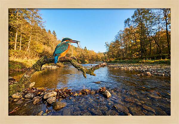 Vibrant Kingfisher In Action