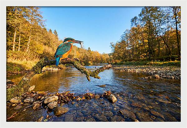 Vibrant Kingfisher In Action
