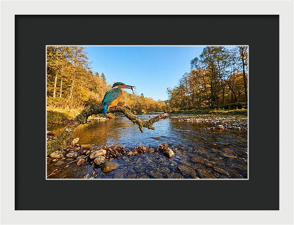 Vibrant Kingfisher In Action