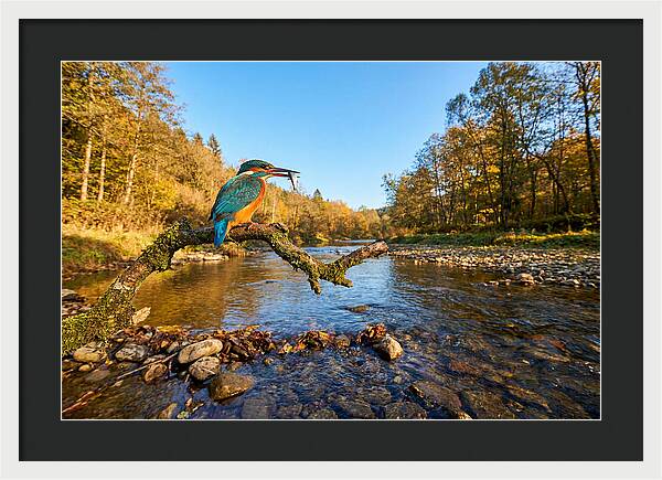 Vibrant Kingfisher In Action