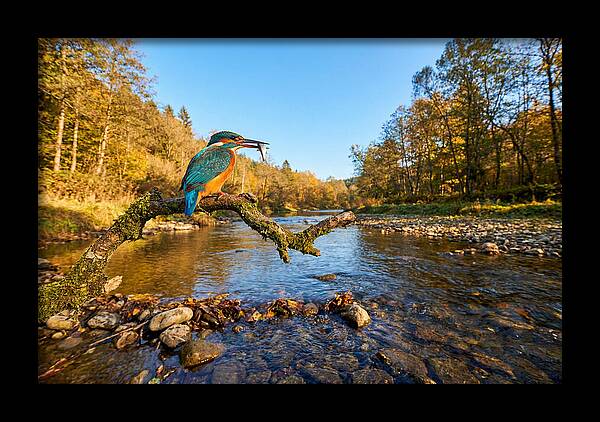 Vibrant Kingfisher In Action