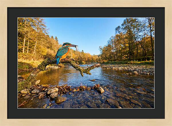 Vibrant Kingfisher In Action