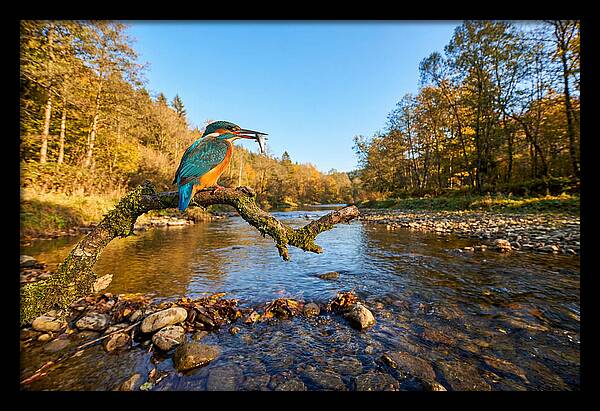 Vibrant Kingfisher In Action