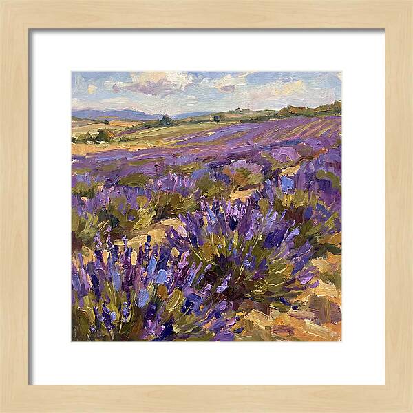 Vibrant Lavender Landscape 4936