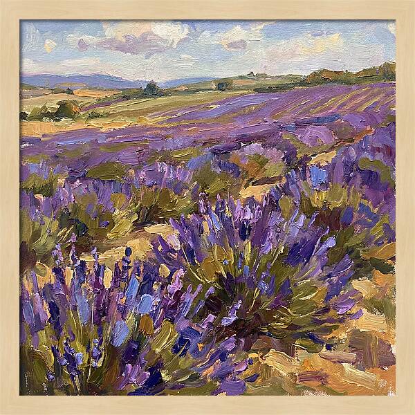 Vibrant Lavender Landscape 4936