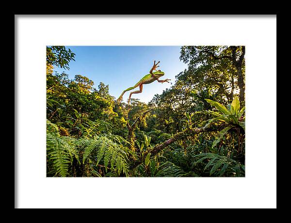 Vibrant Leap Of The Red Eyed Tree Frog