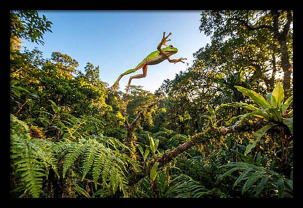Vibrant Leap Of The Red Eyed Tree Frog