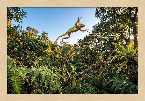 Vibrant Leap Of The Red Eyed Tree Frog