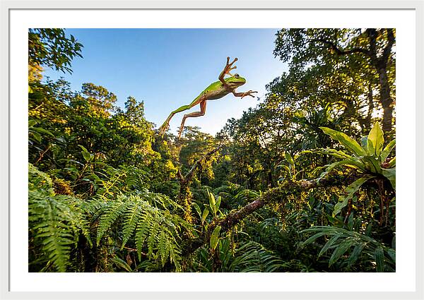 Vibrant Leap Of The Red Eyed Tree Frog