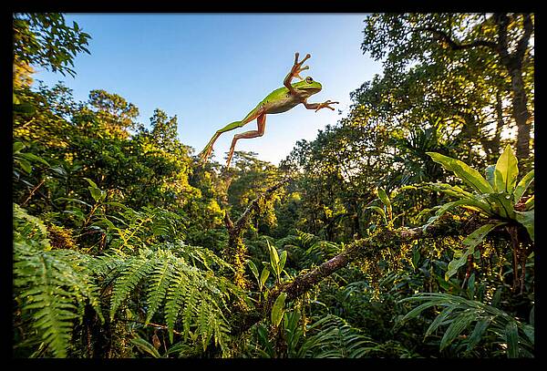 Vibrant Leap Of The Red Eyed Tree Frog