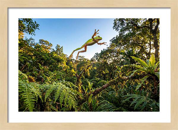 Vibrant Leap Of The Red Eyed Tree Frog