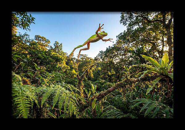 Vibrant Leap Of The Red Eyed Tree Frog