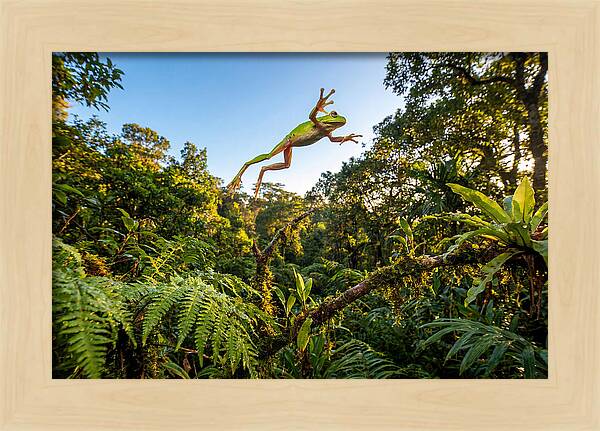 Vibrant Leap Of The Red Eyed Tree Frog