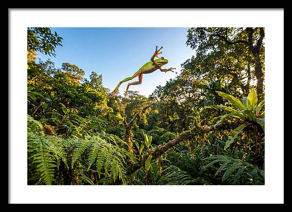 Vibrant Leap Of The Red Eyed Tree Frog
