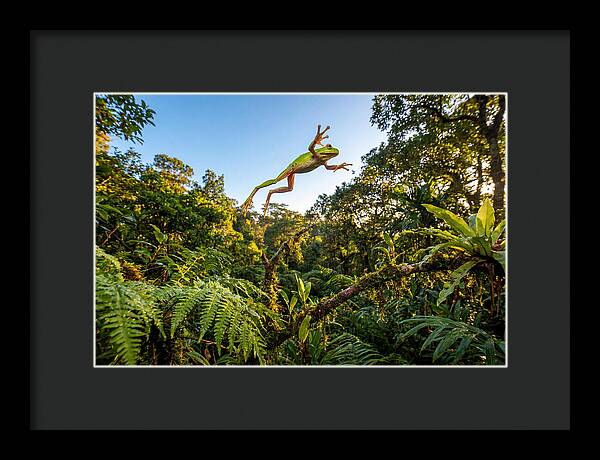 Vibrant Leap Of The Red Eyed Tree Frog